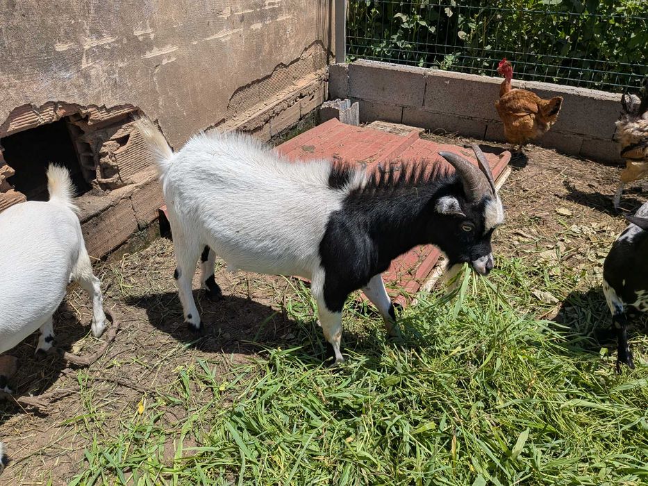 Cabrito anao 2 anos