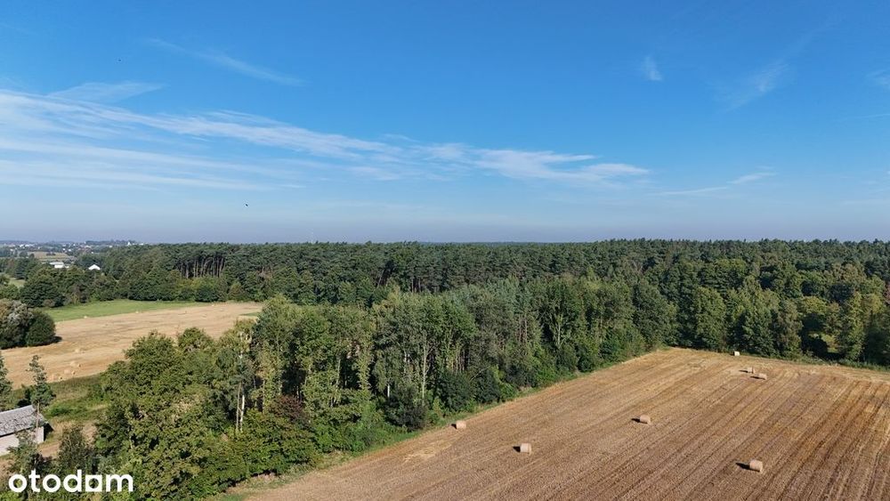 Działka z wydanymi warunkami z prywatnym lasem - Widok 4