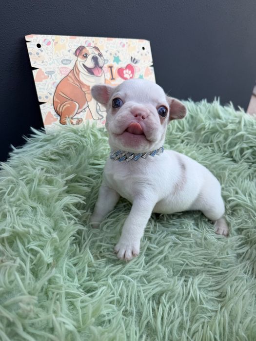 Menino buldog blue pied