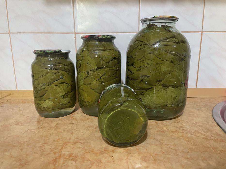 Продам листья винограда