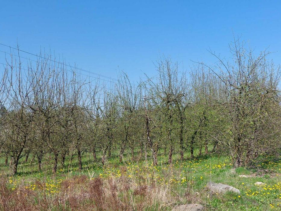 Sprzedam działkę siedliskową ze starym sadem 18 439 m² (ok2ha). Gmina Mszczonów, 55 km od Warszawy – 1 h drogi - Widok 5