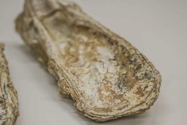 Fóssil - Ostra (Crassostrea crassissima)