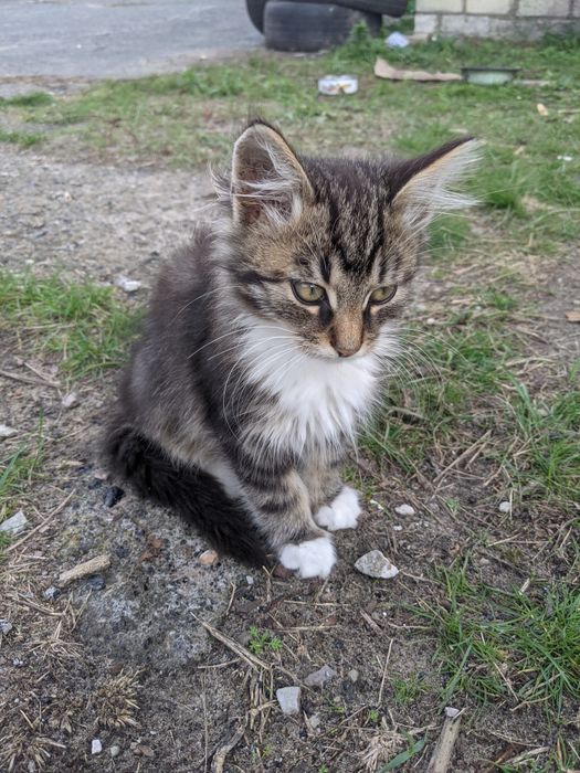 Віддам котиків у добрі руки