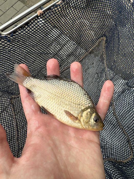 Narybek pstrąga pstrągi tęczowe do stawu pstrąg tęczowy ryby