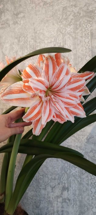 Сіянці амариліса Gervase * Dancing Queen . 1 рік 2 місяці