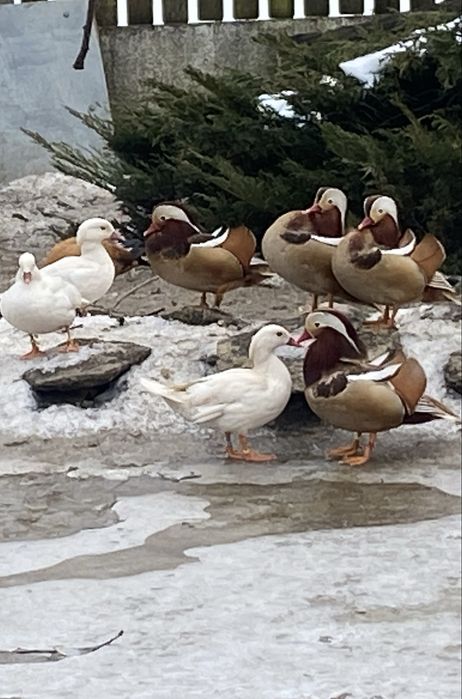 Kaczki Mandarynki rude samce