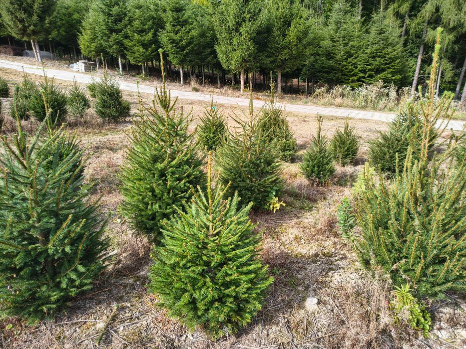 Świerk do nasadzeń