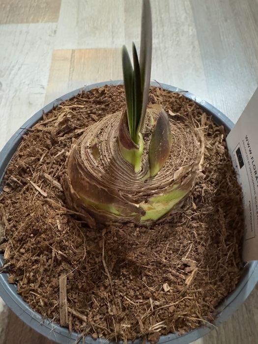 Гиппеаструм Red Peacock Амариллис Ред Пікок