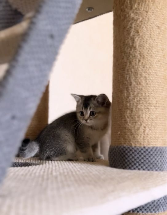 Котик шикарний чекає на вас