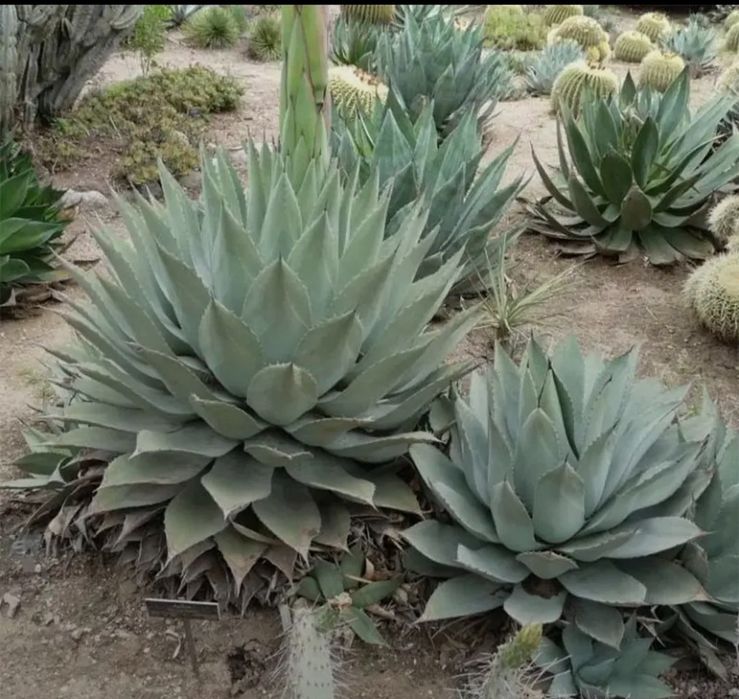 Agawa Havardiana mrozoodpornosc -24 stopnie