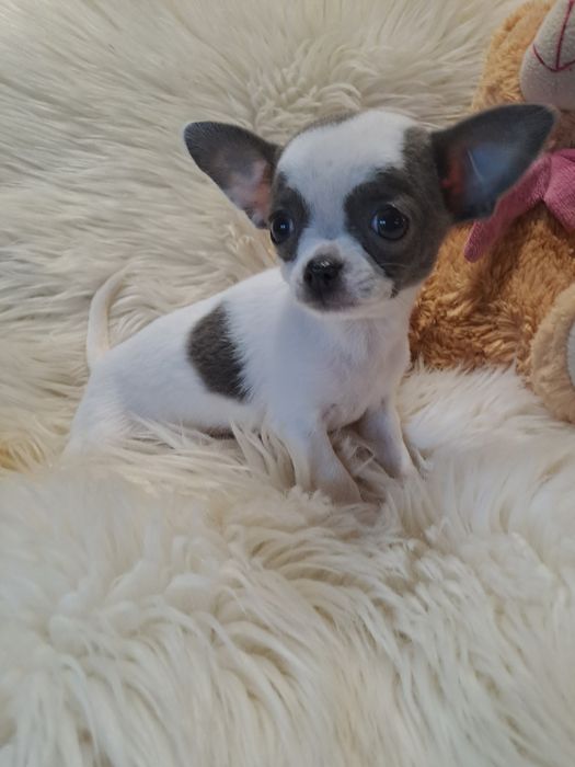 **CARMEN**chihuahua sunia xs biało niebieska zarezerwowana