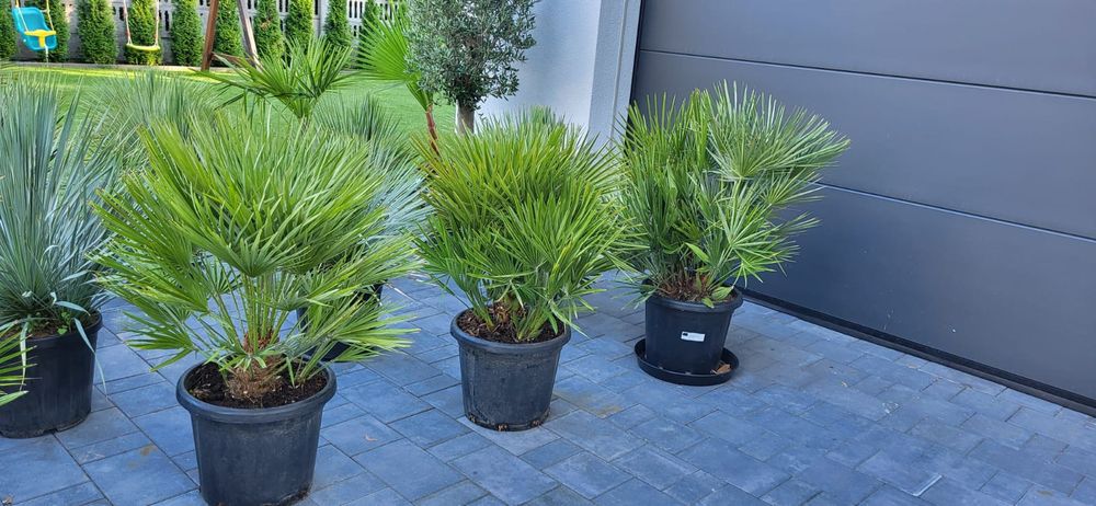 Palma Karlatka Chamaerops Humilis