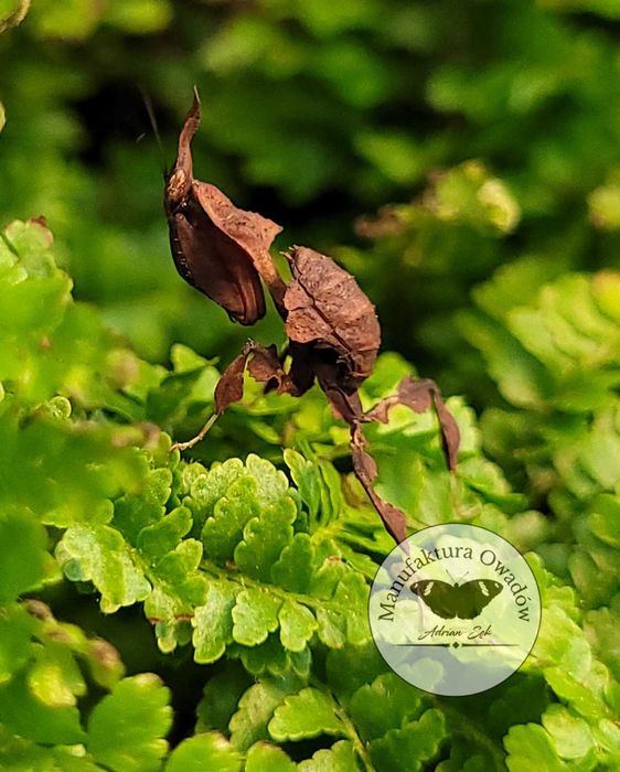 Phyllocrania paradoxa, Modliszka liściogłowa L3/4 + gratisy
