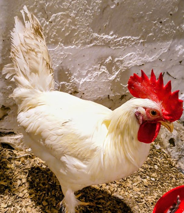 Koguty z sierpnia 2025