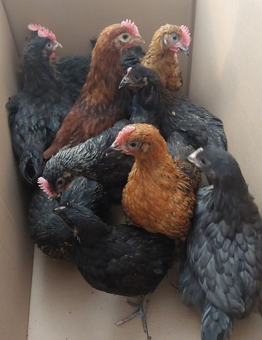 Kurczeta marans , kurczeta mix