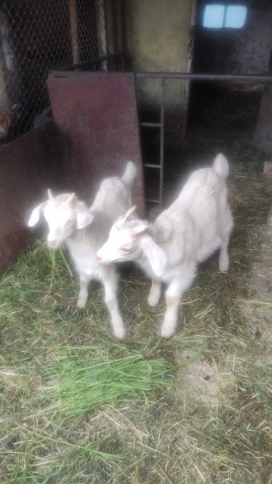 Продам козеня 2.5 місяця