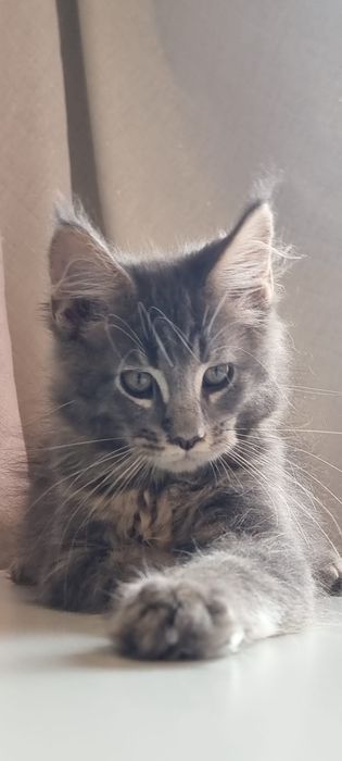 Gatinho Maine Coon