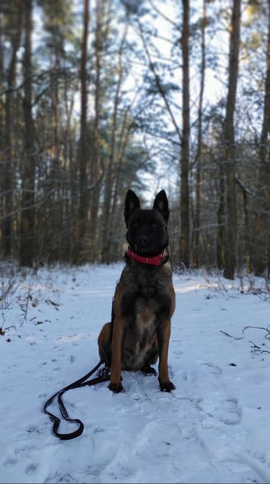 Owczarek belgijski

Z ogromną radością przedstaw