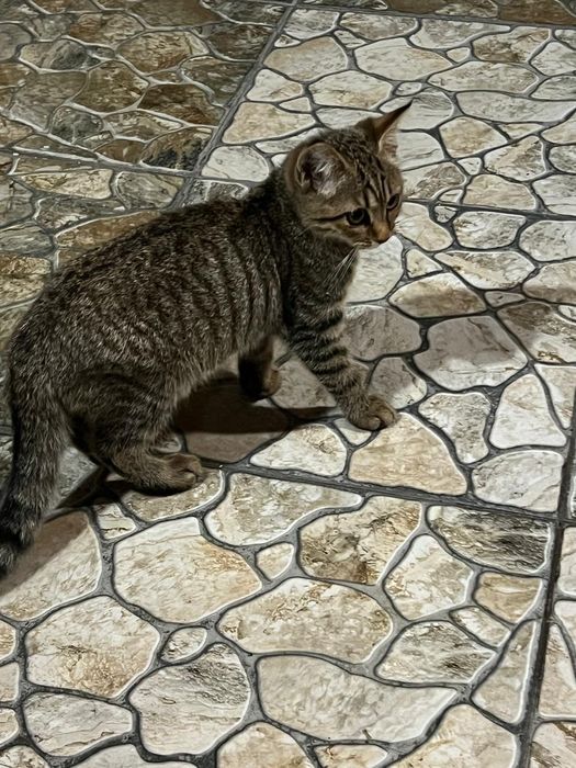 Отдам котят в хорошие руки