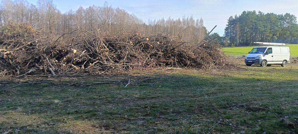 Oddam gałęzie większość osika