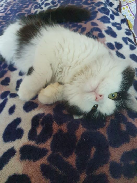 Молодий котик Міккі до 1 року віком, врятували від морозу( вилікували