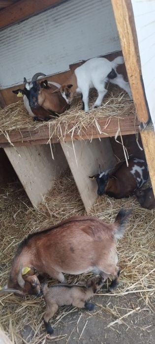 Casal de cabras anas