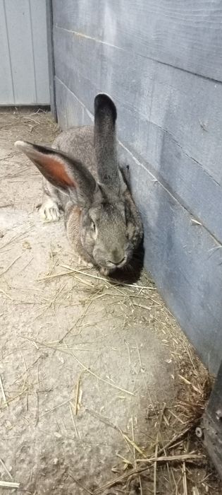 Olbrzym belgijski samiec