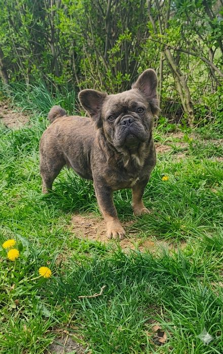 Buldog francuski pies 15 miesięcy