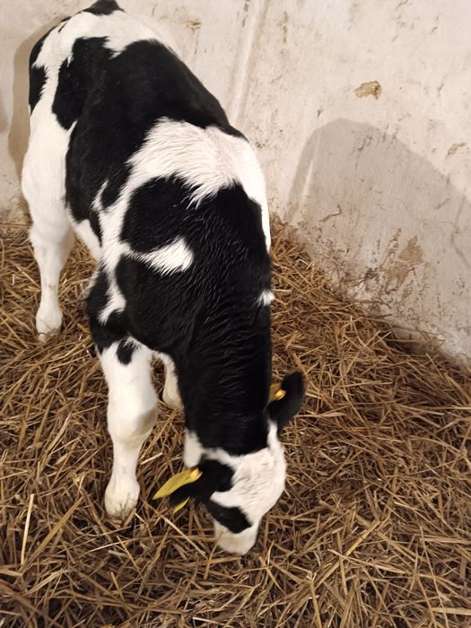 Byczek cielak żarłak