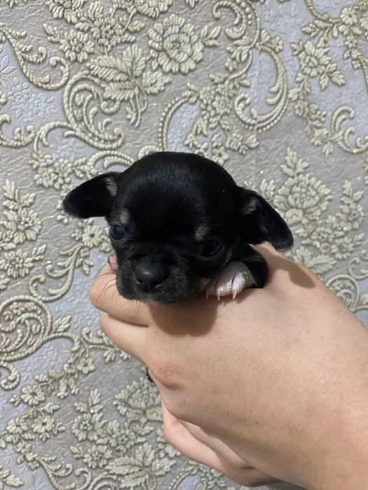 Чихуахуа цуценята