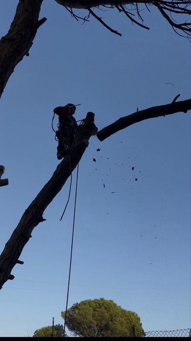 Abate / corte de arvores inclusive em risco