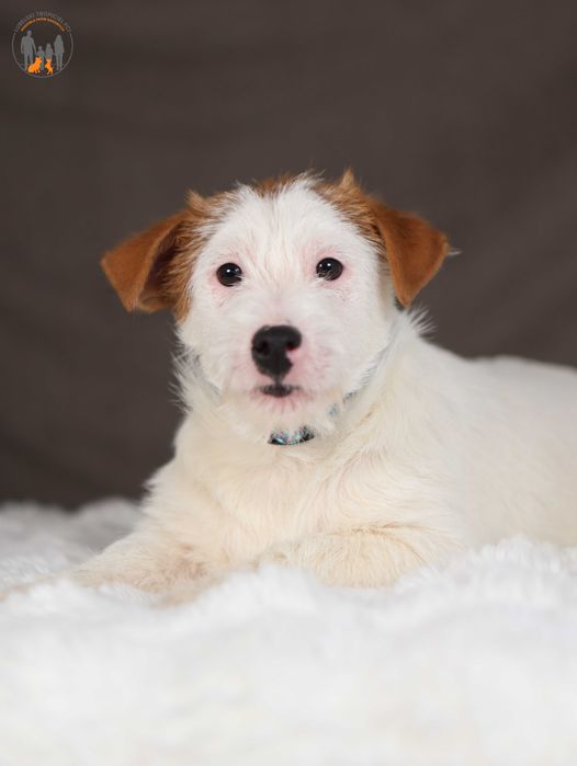 Jack Russell Terrier ZKwP FCI grzeczny piesek po CH.PL