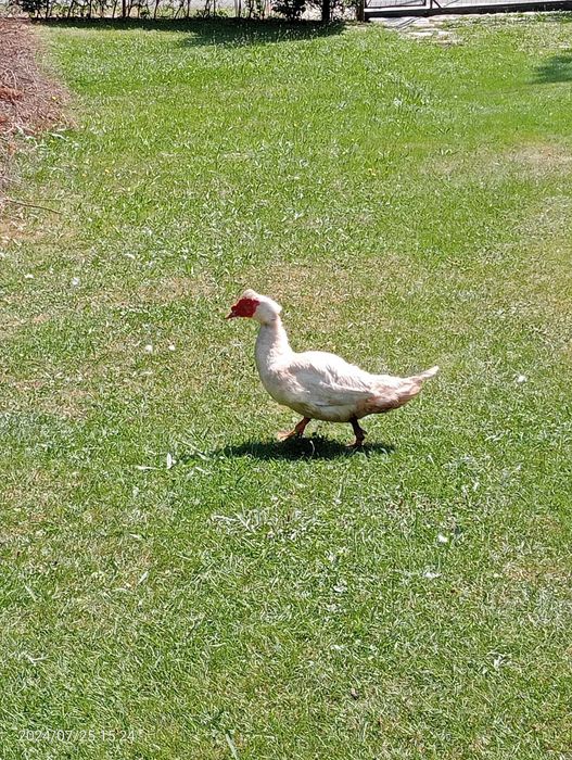 Kaczki francuskie na sprzedaż