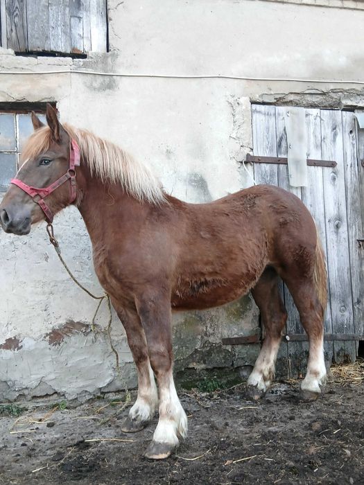 Sprzedam źrebicę 12mies.