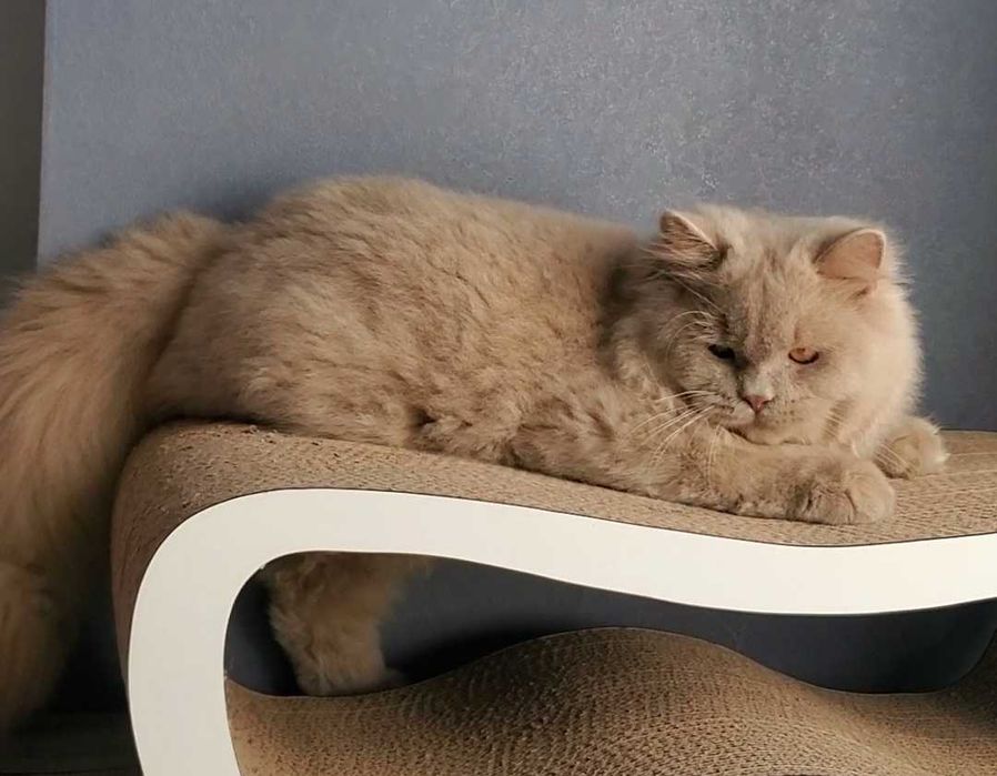Лагідний котик британець.