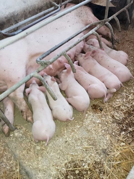 поросятка мясної породи