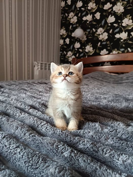 Кошенята золота шиншила