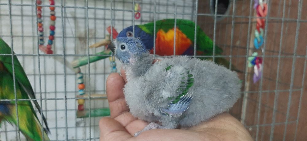 lory malucanos para acabar de criar a mão