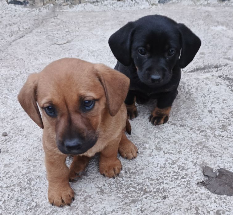 Продам щенят такси