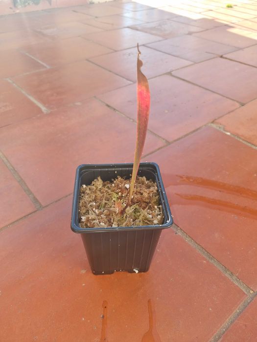 Sarracenia Leucophylla