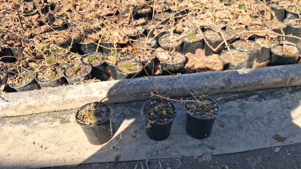 Продається жимолость їстівна