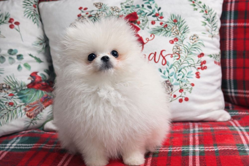 Pomeranian, szpic miniaturowy