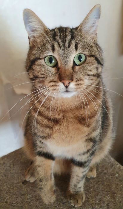 Отдам даром в добрые руки зеленоглазую полосатую кошечку