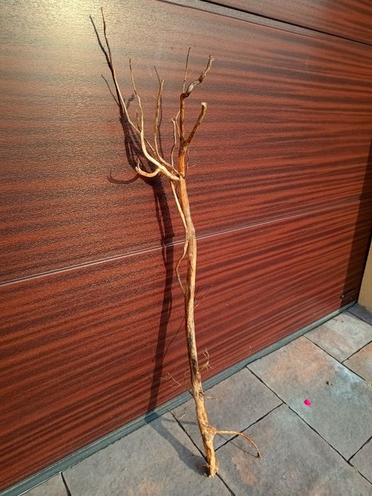 Bardzo długi, wąski naturalny korzeń do akwarium