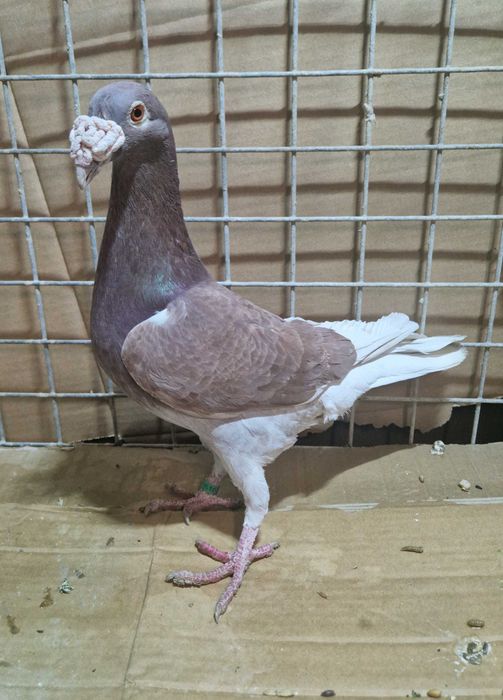 Gołębie staropolski