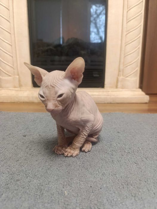 Продам кошенят породи СФІНКС