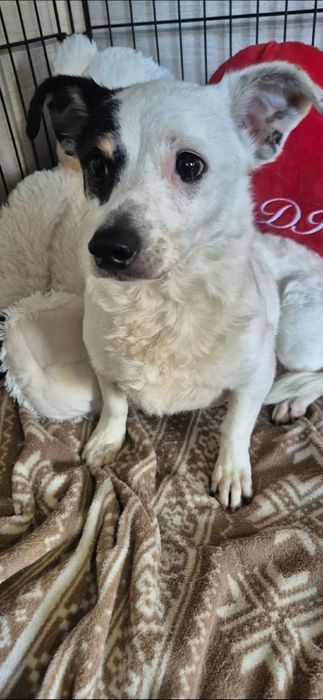 Do odpowiedzialnej adopcji mała kruszynka