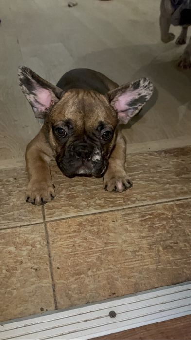 Фрацуский бульдог мерле