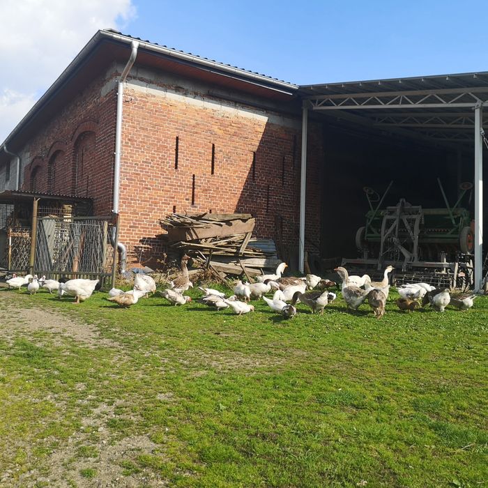 Chołmogor, chołmogory, gęsi, gąsiory, gęś