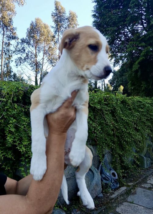 Cães bebés para adoção responsável